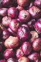 unsplash_D9h2-RxM1rE_onion.webp
